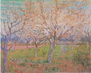 Verger avec abricotiers en fleurs
